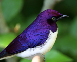 iridescent purple feathers