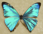 iridescent turquoise butterfly wings